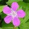 Geranium