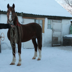 Продажа лошадей в новосибирской области на авито фото