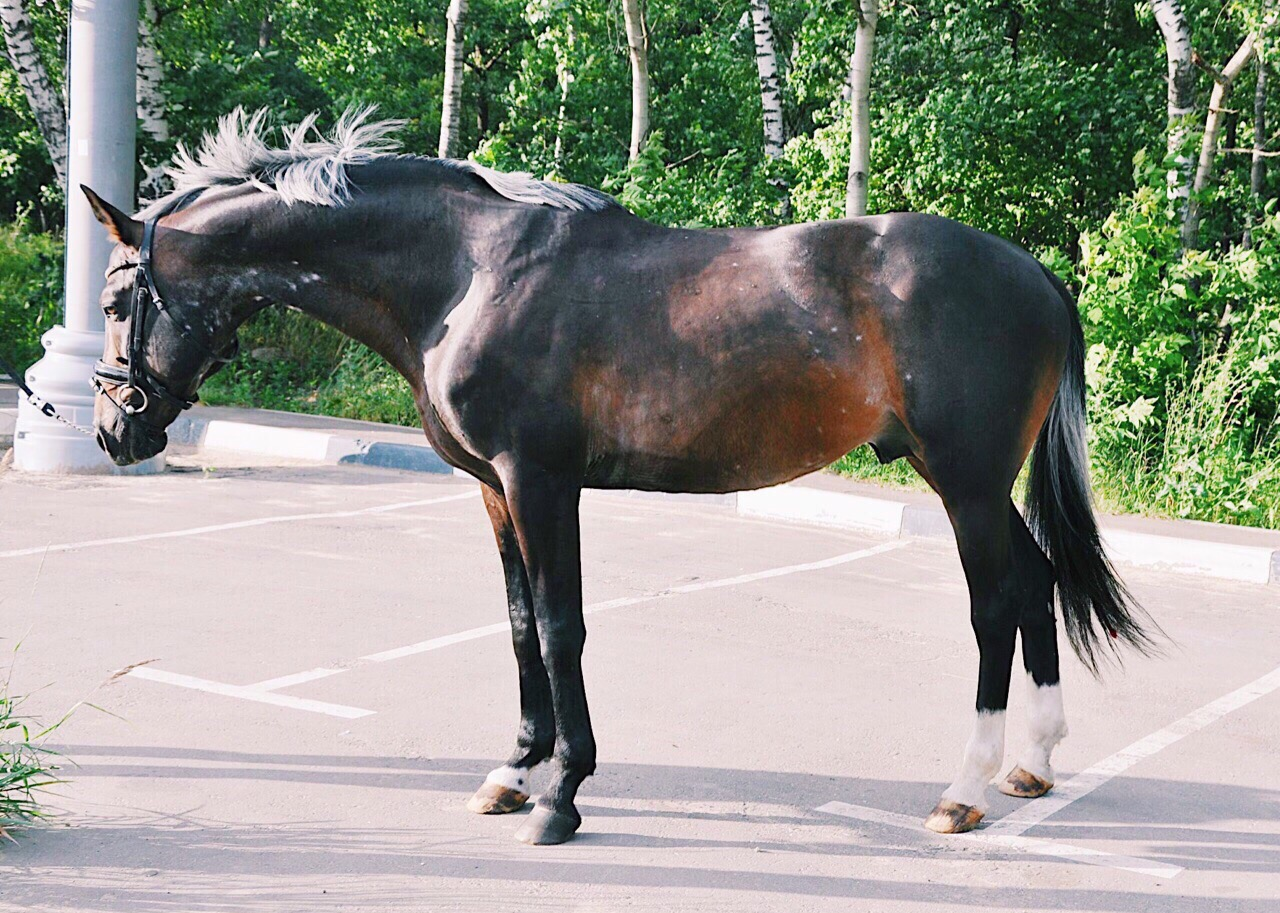 Соловый конь фото