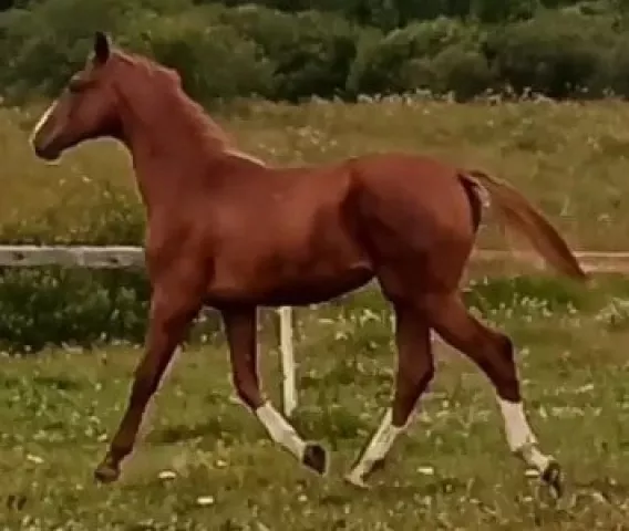 Лошади Гасконь Краснодар