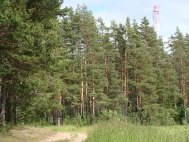 Погода в черничном выборгский. Черничное поселок Ленинградская область.