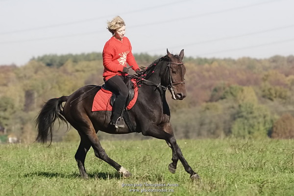 Лошадь Фортуна