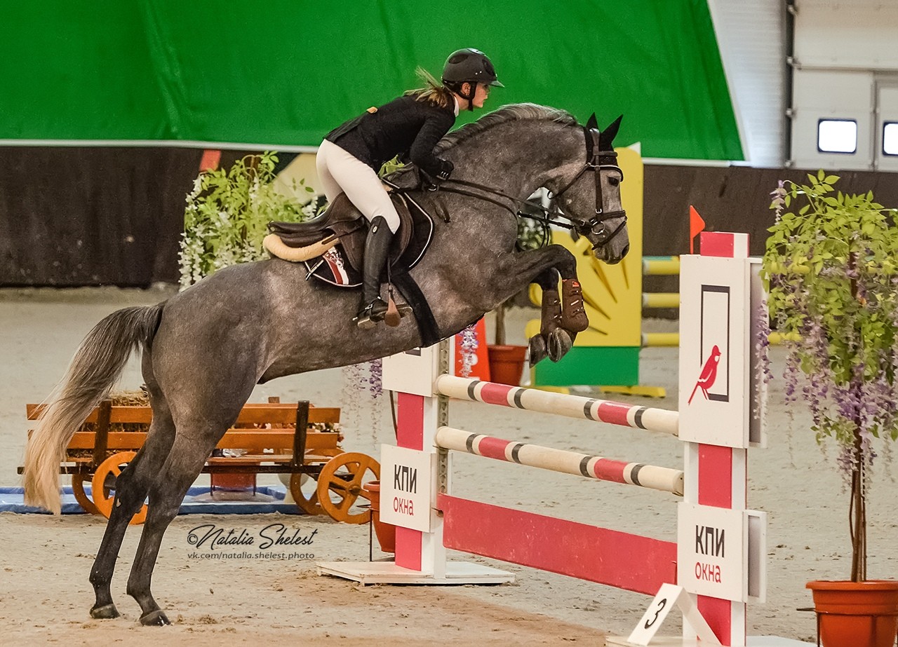 Golden horse отзывы. КСК Голден Хорс. Соревнования по конкуру. Конный спорт призовые места. Golden Horse Таганрог.