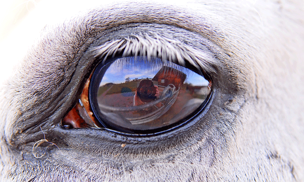 Ветеринария: Не закрывайте глаза на глаза лошади! // ЗМ № 1/2004