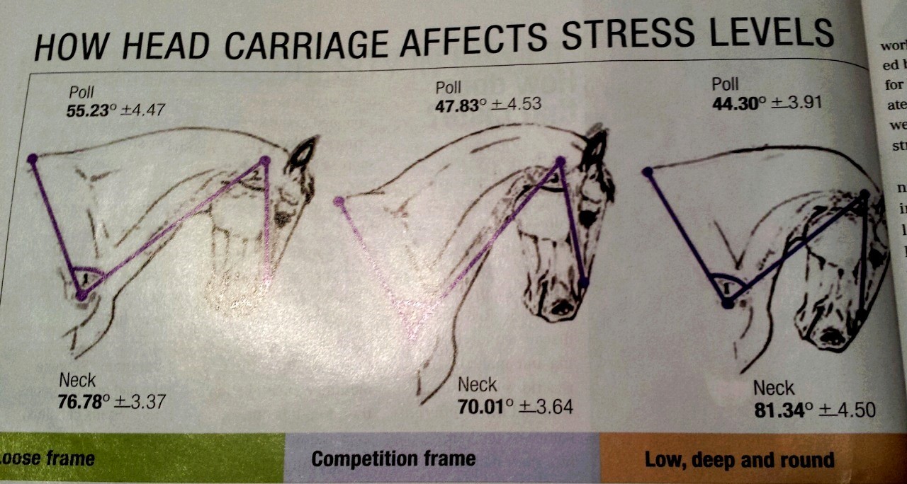 Статьи, Исследования: влияние положения головы на уровень стресса лошади |  Prokoni.ru