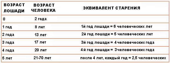 Соотношение лошадиных. Возраст лошади по человеческим меркам. Лошадиный Возраст на человеческий. Соотношение возраста лошади и человека. Возраст лошади по человеческим меркам таблица.