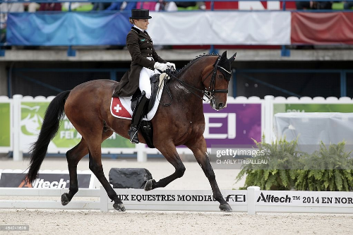 ÐÐ°ÑÑÐ¸Ð½ÐºÐ¸ Ð¿Ð¾ Ð·Ð°Ð¿ÑÐ¾ÑÑ Swiss dressage grand prix